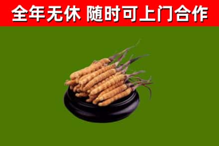 宣恩回收散虫草