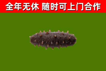 宣恩回收海参干